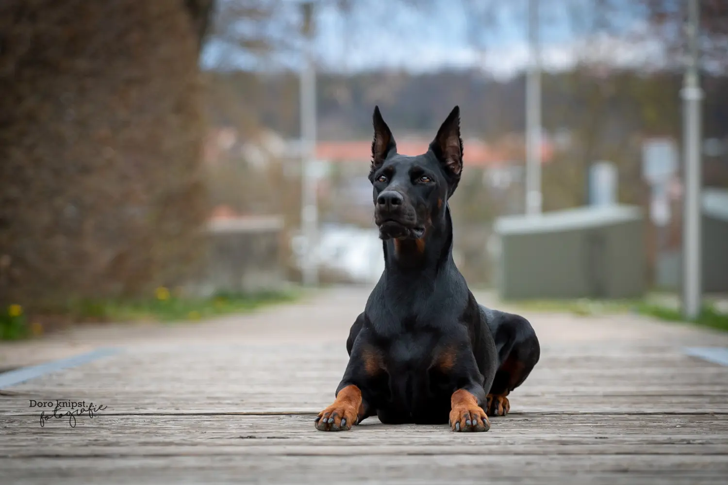 Hunde Shooting Doro Sokolowski Fotografie